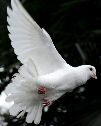 Dove cropped